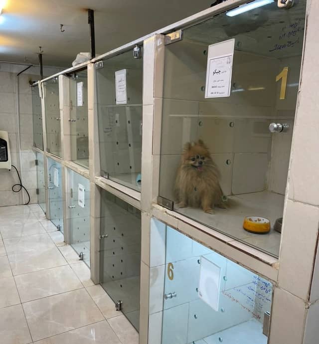 پانسیون حیوانات