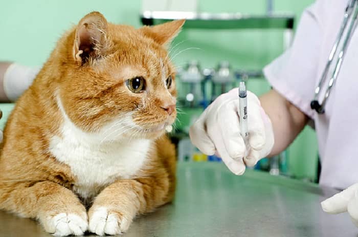 Cat vaccine