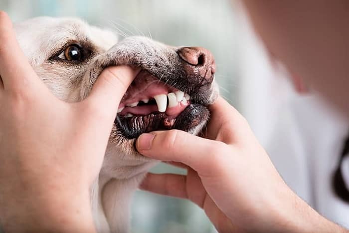 Dog dentistry
