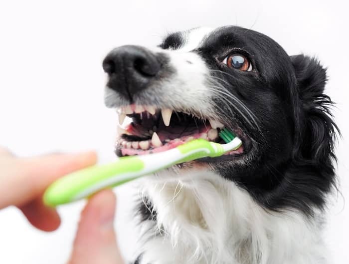 دندانپزشکی سگ
