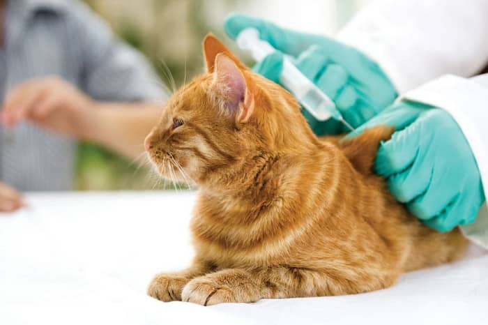 مهم ترین نکات واکسیناسیون گربه
