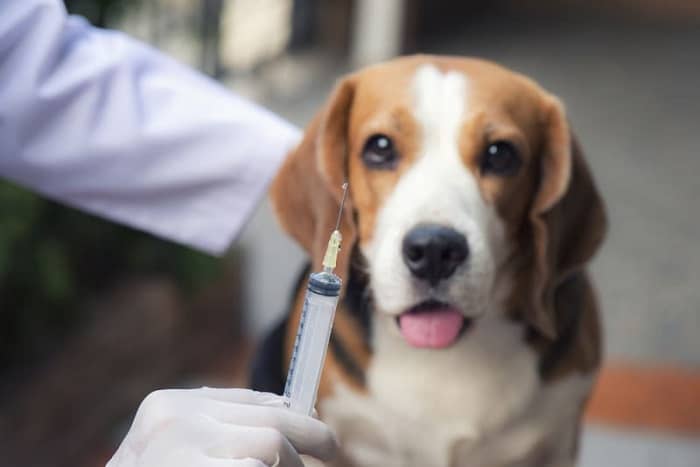 واکسن سگ