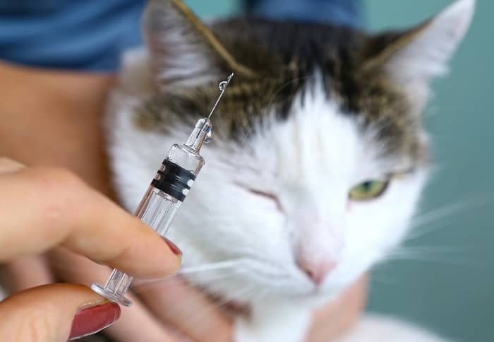 واکسیناسیون گربه