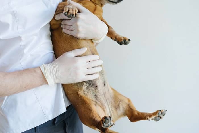 درمان نفخ سگ