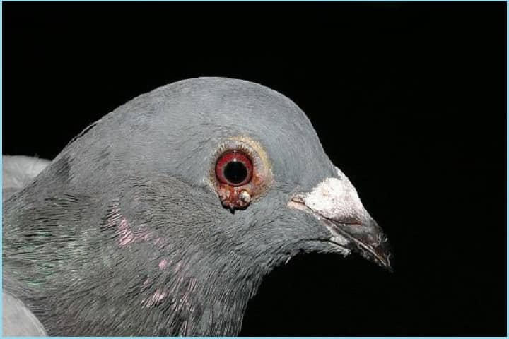 درمان عفونت بال کبوتر