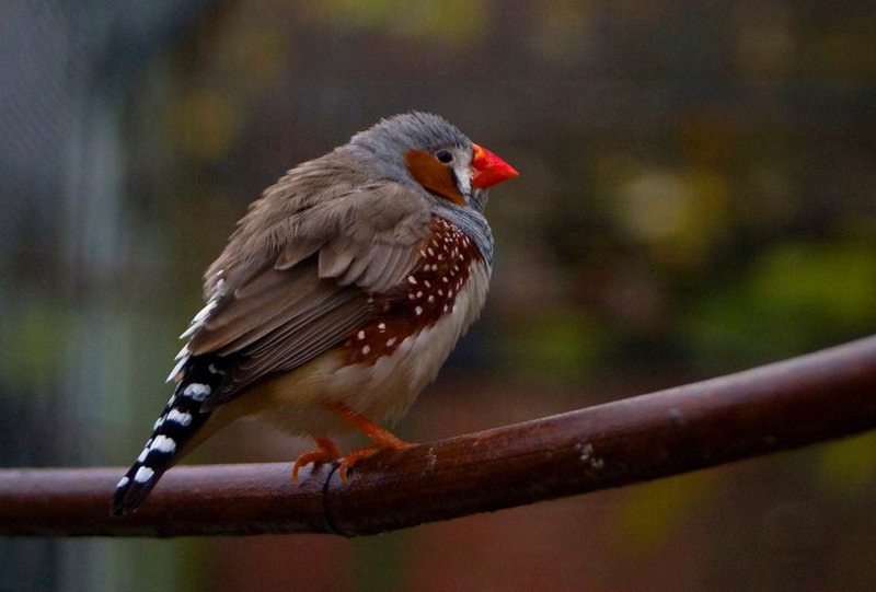 چه زمانی پرندگان دچار کمبود ویتامین آ میشوند؟