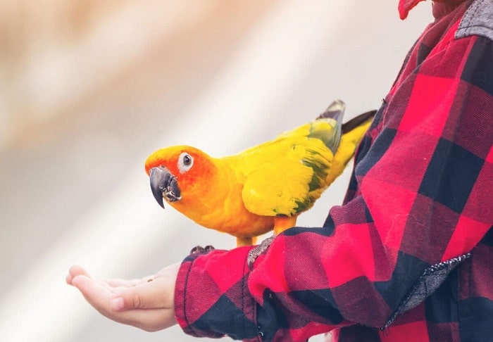 آیا آسپرژیلوزیس پرندگان به انسان منتقل میشود؟