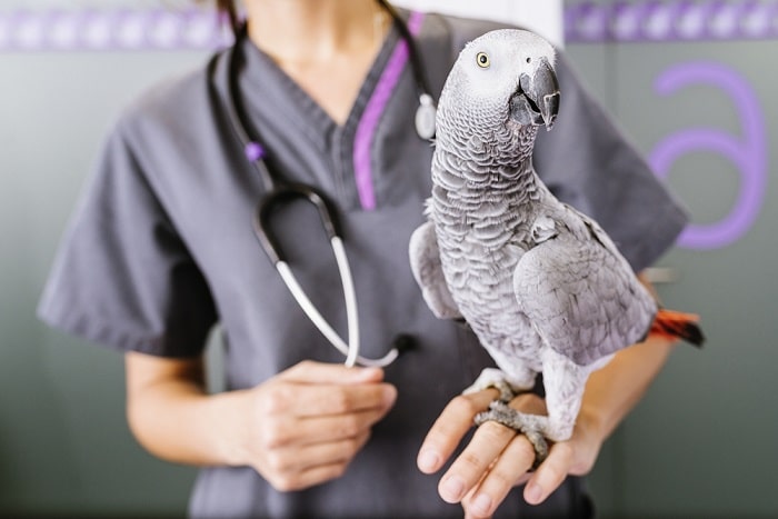 روش های جلوگیری از آسپرژیلوزیس پرندگان چیست؟