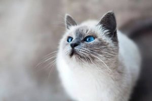 کیست تخمدانی در گربه ها