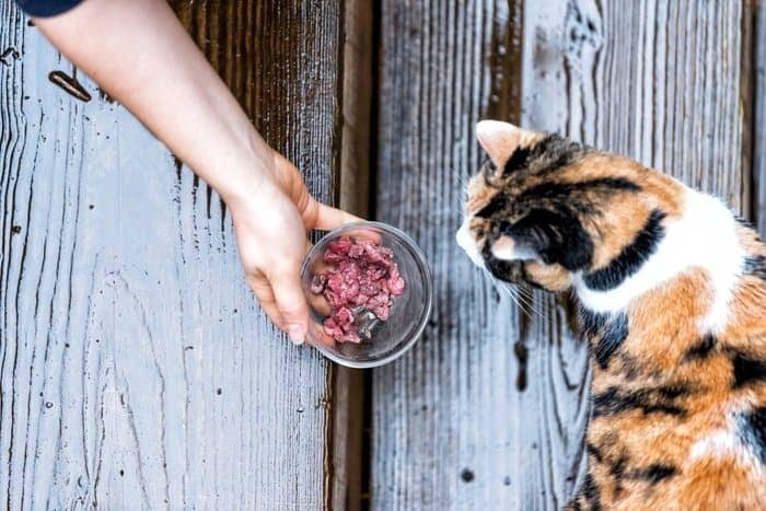 بهترین رژیم غذایی گربه ها و سگ ها 1 رژیم غذایی مناسب گربه