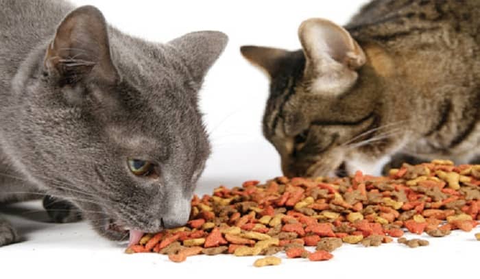 بهترین غذا درمانی گربه کدام است؟