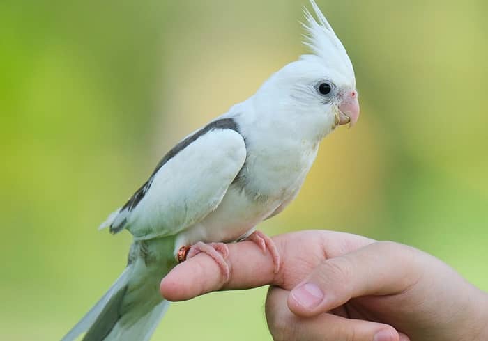 بیماری روده عروس هلندی
