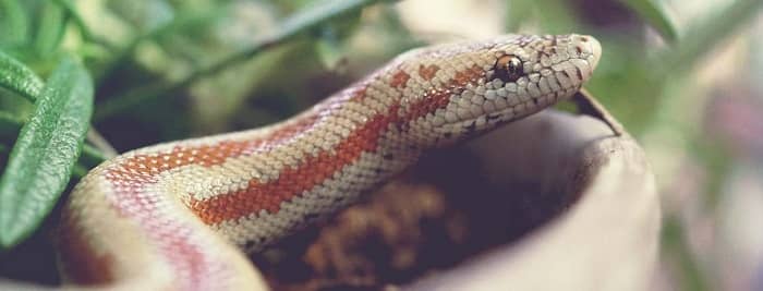 مشکلات پوست اندازی (Shedding Problems)
