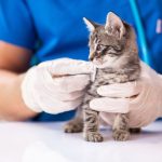 C:\Users\it02\Desktop\all in\cat\New folder\image-97790-800.jpg