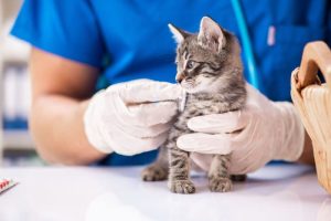 C:\Users\it02\Desktop\all in\cat\New folder\image-97790-800.jpg