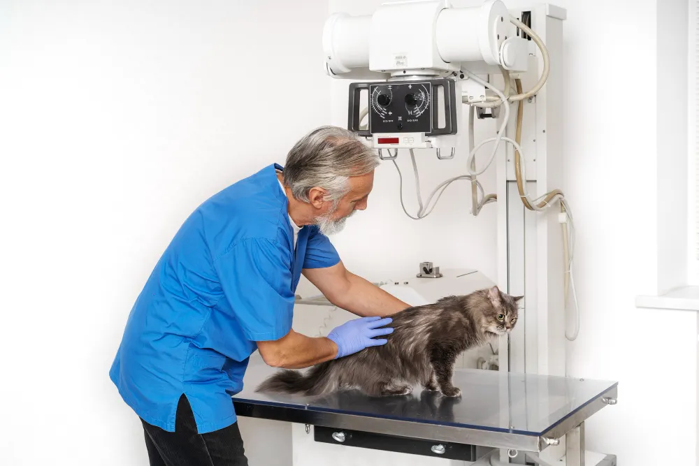 بخش مراقبت ‌های ویژه (ICU) دامپزشکی | بستری و درمان 24 ساعته حیوانات بدحال
