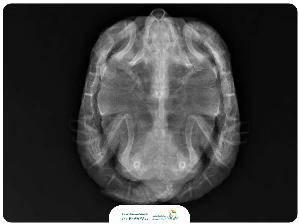 نمونه رادیوگرافی حیوان اگزوتیک در بیمارستان دامپزشکی